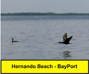 Hernando Beach - BayPort