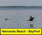Hernando Beach - BayPort