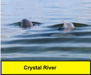 Crystal River