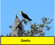 Ozello