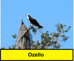 Ozello